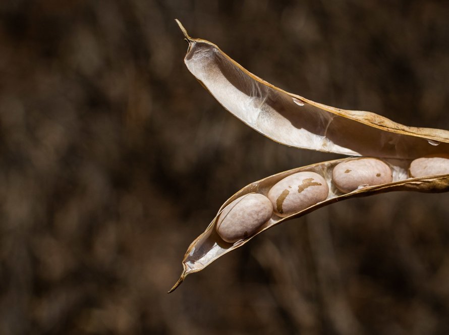 Mercado do feijão mantém frágil equilíbrio em outubro, com oferta controlada e consumo contido