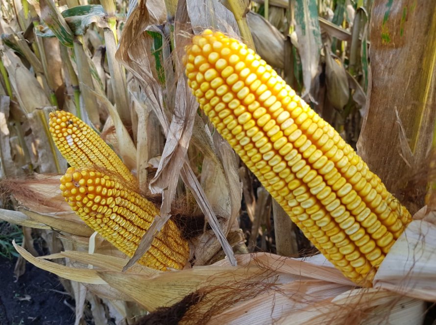 Milho continua seguindo a soja e registrando altas em Chicago nesta terça-feira