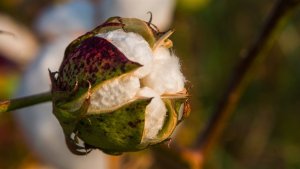 Paridades de exportação do algodão recuam e reduzem competitividade