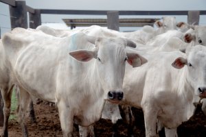 Pecuária brasileira cresce com sustentabilidade e lidera exportações mundiais