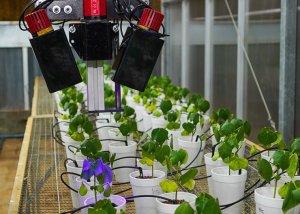 Robô usa luz para diagnóstico precoce de nematoides na soja