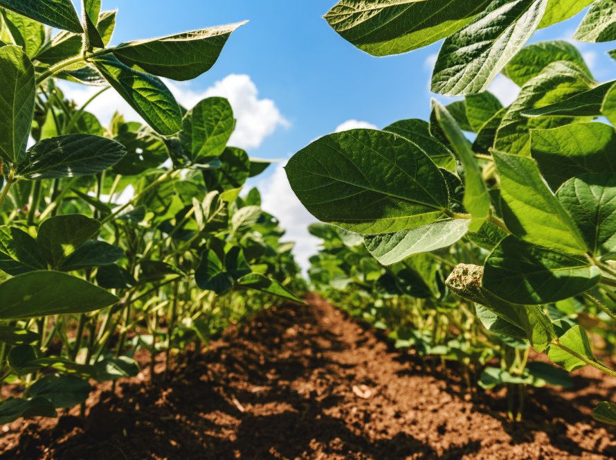 Safra de soja 2025/26 ganha reforço com novo herbicida pré-emergente que promete maior eficácia e confiança no manejo de plantas daninhas