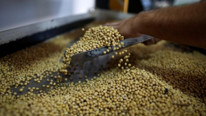 Soja tem estabilidade em Chicago nesta 6ª feira, após intensa semana de notícias e movimentações