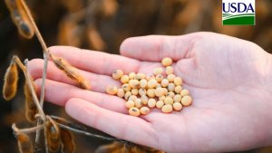 USDA: Embarques semanais de soja dos EUA têm menor volume em 18 anos