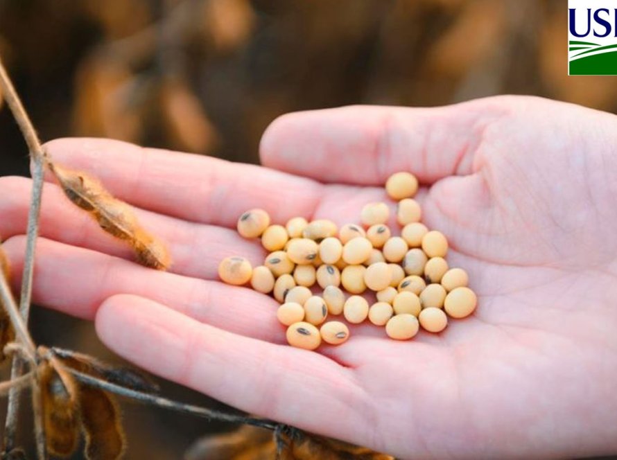 USDA: Embarques semanais de soja dos EUA têm menor volume em 18 anos