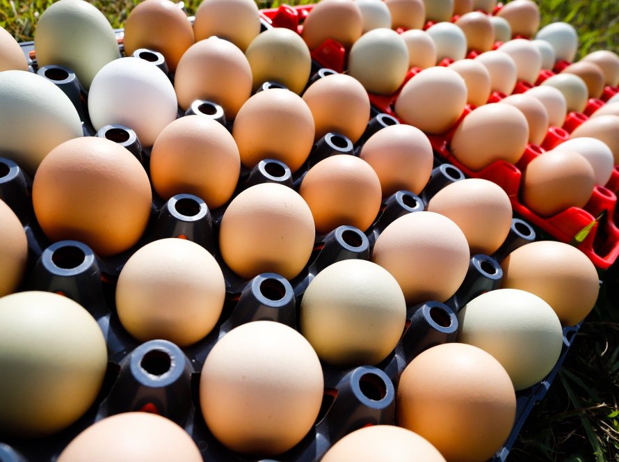 ABPA: Exportações de ovos crescem 13,6% em outubro