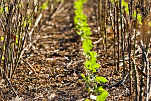 Brasil avança com produção de soja baixo carbono e sistemas de produção mais resilientes às mudanças climáticas