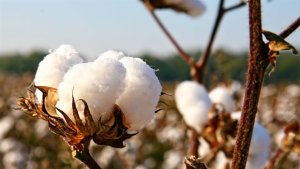 Brasil exporta mais algodão em novembro e sustenta preços