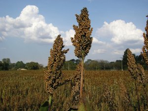 Brasil habilita primeiros estabelecimentos para exportação de DDGs e sorgo à China