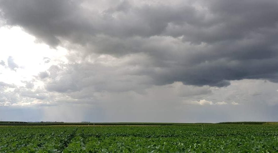 Chuvas retornam a áreas de soja do Brasil, mas Estados do Matopiba enfrentam seca, diz EarthDaily