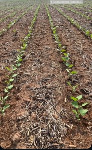 Clima favorável acelera plantio de soja entre outubro e novembro em Mato Grosso do Sul