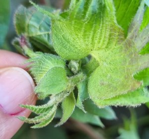 Erros na identificação de lagartas podem comprometer a safra da soja; lavouras exigem cuidado desde o começo da safra