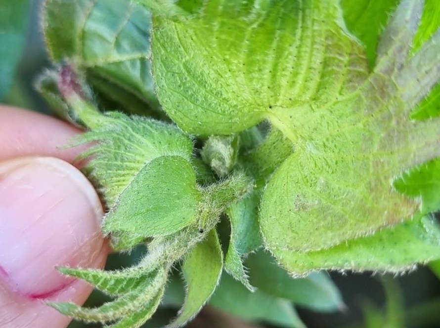 Erros na identificação de lagartas podem comprometer a safra da soja; lavouras exigem cuidado desde o começo da safra