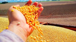 Excesso de soja na China pode acabar com esperanças de exportação dos EUA