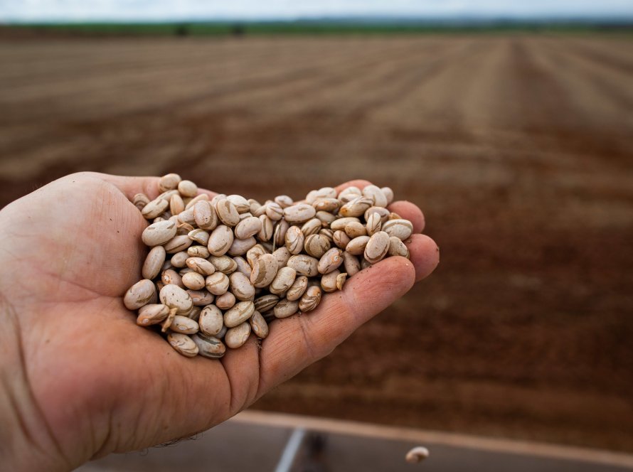 Lateralidade do feijão se intensifica em meio ao feriado e à ausência de compradores