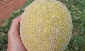 Melão/Cepea: Exportações são recordes para outubro