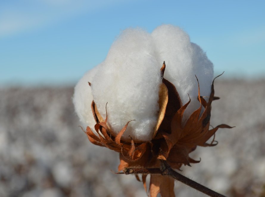 Mercado doméstico de algodão perde ritmo em meio à cautela de compradores e espera por melhores oportunidades