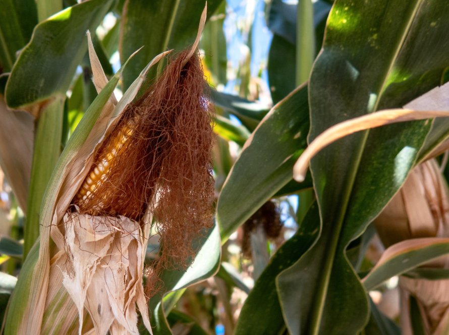 Milho abre a segunda-feira seguindo soja e trigo em alta na Bolsa de Chicago