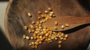 Milho nos EUA: exportações sustentam preços, mas ritmo desacelera