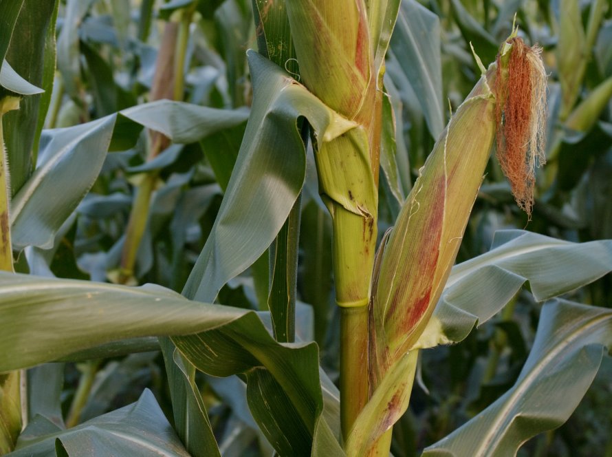Milho segue a soja e se valoriza nesta quinta-feira com Chicago esperando o USDA