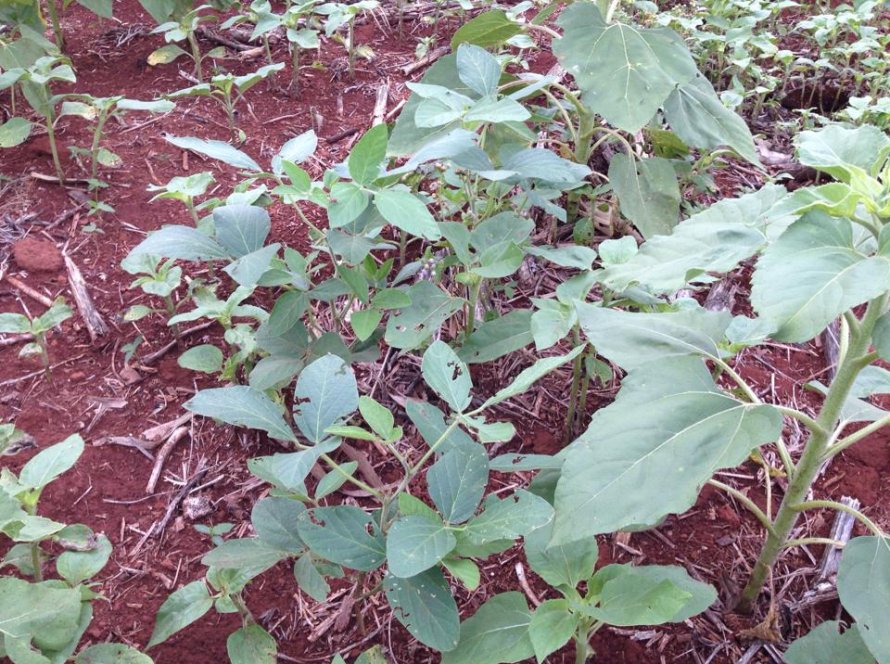 Paraná e São Paulo registram primeiros focos de ferrugem da soja na safra 2025-26; especialistas indicam ações preventivas