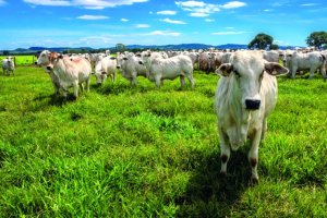 Pecuária do Mato Grosso aposta em rastreabilidade e práticas sustentáveis