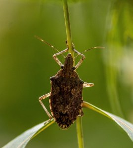 Percevejo-marrom avança antes do previsto e acende alerta para o manejo da soja