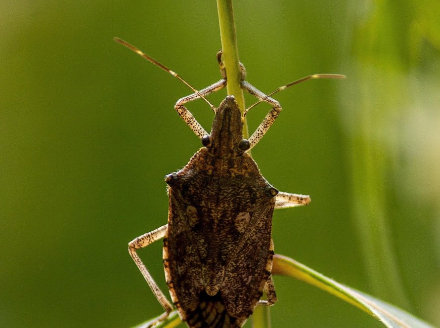 Percevejo-marrom avança antes do previsto e acende alerta para o manejo da soja