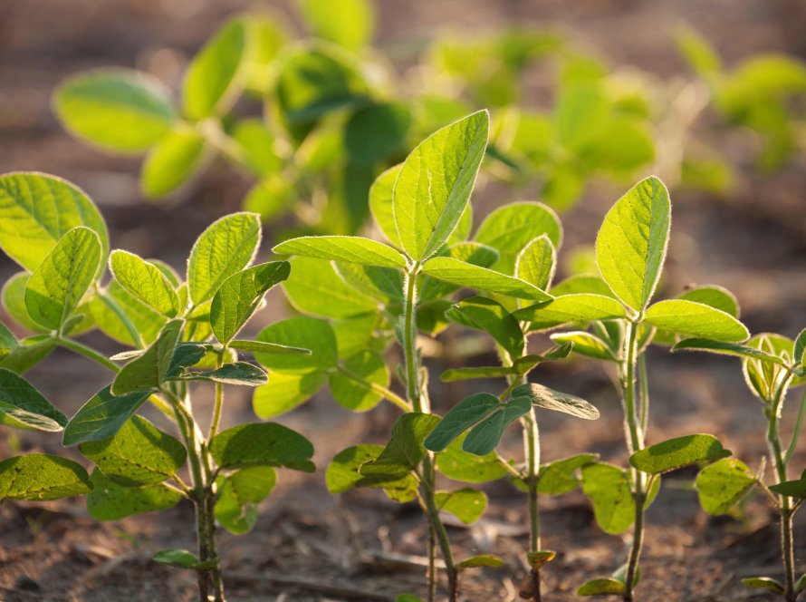 Plantio de soja e colheita de trigo no RS têm atraso, aponta Emater