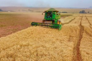 Preço do trigo cai ao menor nível do ano em Santa Catarina e safra encolhe quase 15%