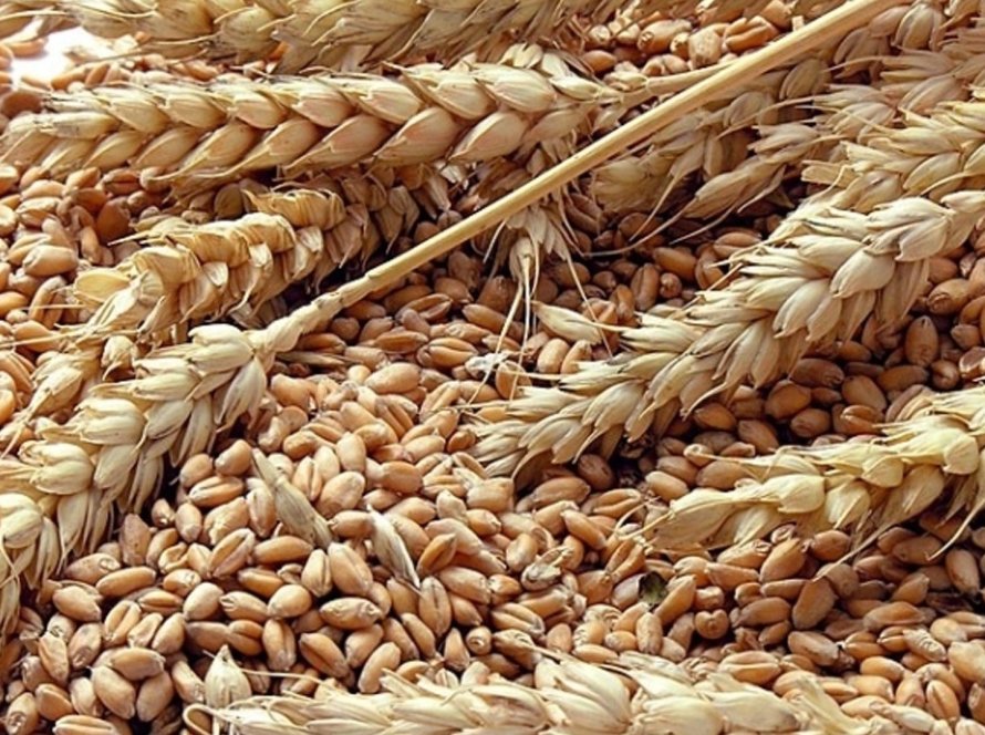 Rússia considera dobrar cota de exportação de grãos em 2026, diz grupo setorial