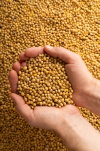 Safra de soja no Mercosul deve crescer 0,8% em 25/26 apesar de queda na área, aponta Céleres