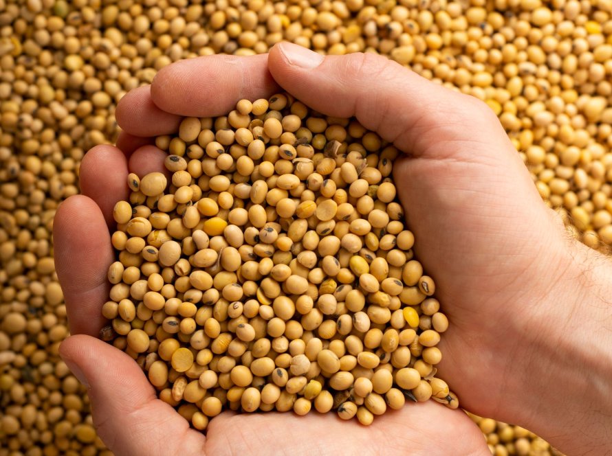 Safra de soja no Mercosul deve crescer 0,8% em 25/26 apesar de queda na área, aponta Céleres