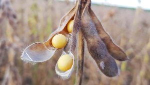 Soja segue caminhando de lado em Chicago nesta 2ª, e precisa de novidades