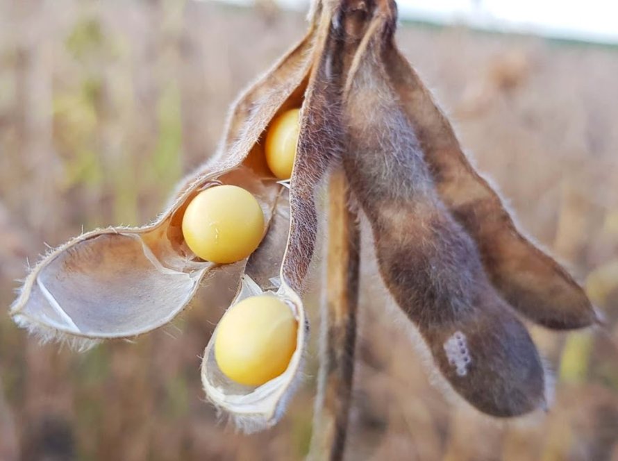 Soja segue caminhando de lado em Chicago nesta 2ª, e precisa de novidades