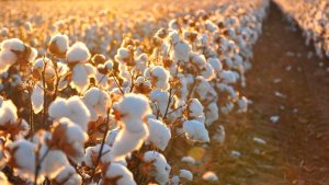 StoneX revisa para baixo estimativa de produção de algodão para 2025/26