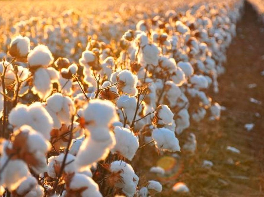StoneX revisa para baixo estimativa de produção de algodão para 2025/26