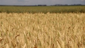 Em Santa Catarina, a colheita acelerou e a comercialização
