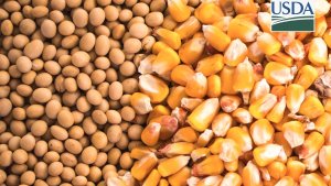 USDA traz vendas semanais de soja, milho e farelo dentro do esperado nesta 5ª feira