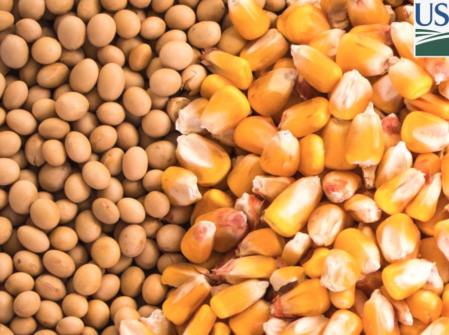 USDA traz vendas semanais de soja, milho e farelo dentro do esperado nesta 5ª feira