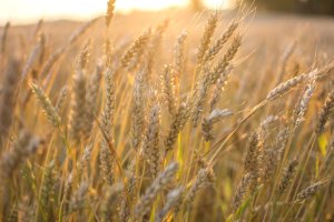 Ucrânia não limitará exportações de trigo em 2025/26, diz vice-ministro