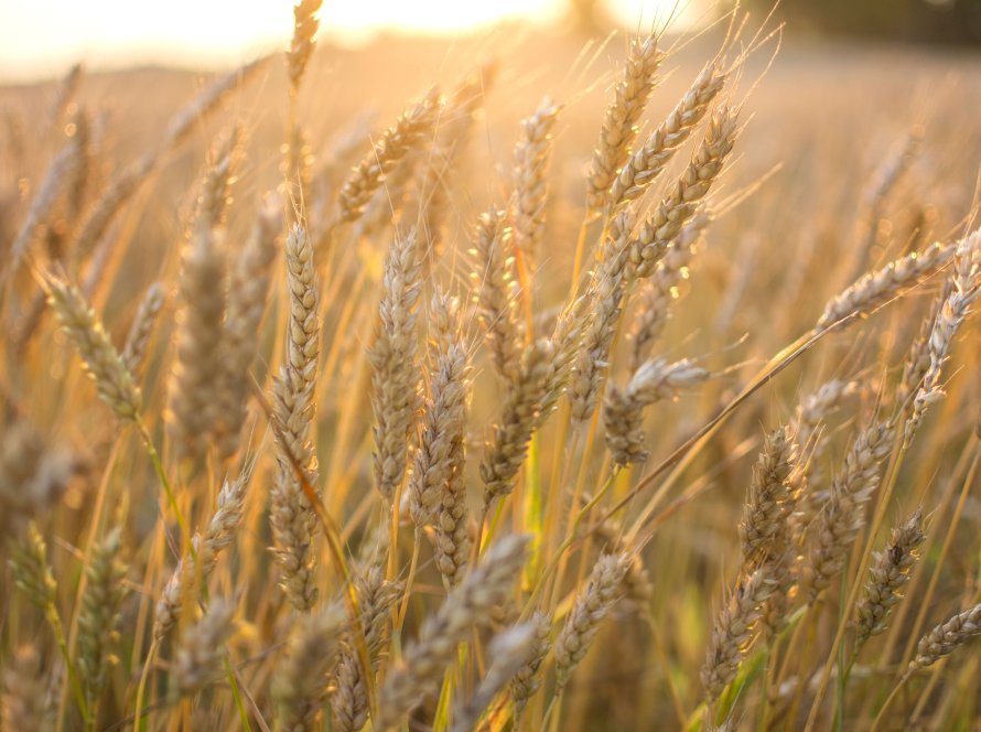 Ucrânia não limitará exportações de trigo em 2025/26, diz vice-ministro