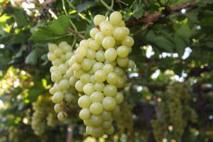 Uva/Cepea: Exportações brasileiras crescem expressivos 250% em outubro
