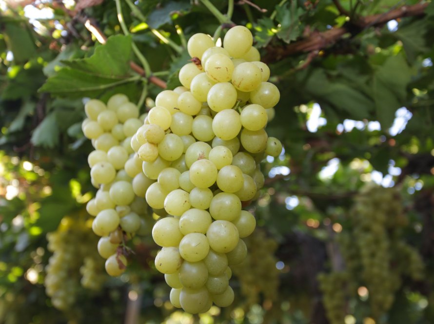 Uva/Cepea: Exportações brasileiras crescem expressivos 250% em outubro