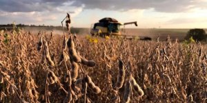Agrural: Estimativa de produção de soja sobe; colheita começa em áreas pontuais