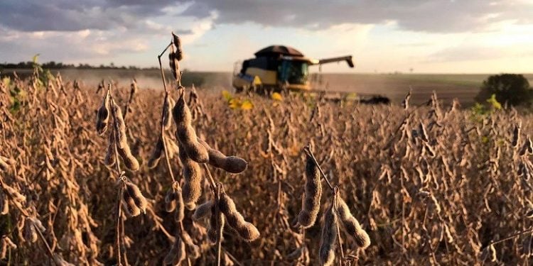 Agrural: Estimativa de produção de soja sobe; colheita começa em áreas pontuais
