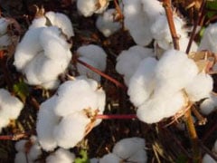 Algodão/Cepea: Preços caem; exportação sustenta protagonismo do BR em 2025