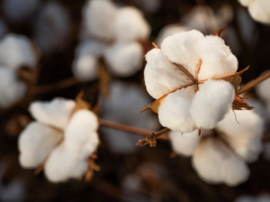 Anea projeta crescimento das exportações brasileiras e reforça foco na expansão do consumo mundial