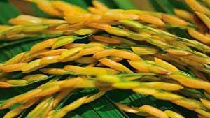 Área semeada com arroz no RS ultrapassa 95,24% da intenção