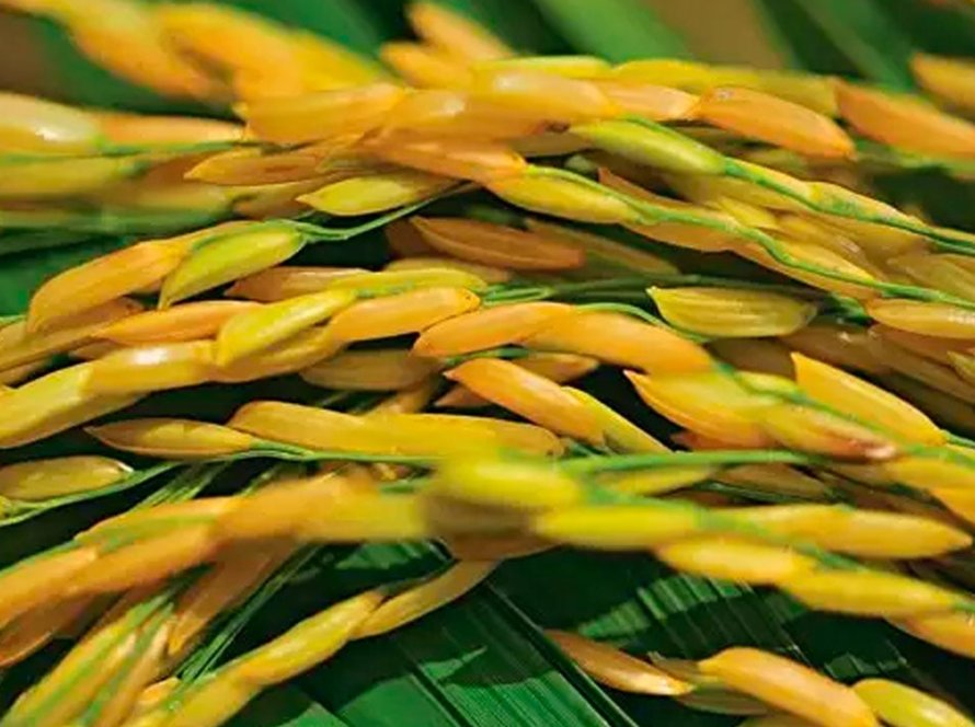 Área semeada com arroz no RS ultrapassa 95,24% da intenção